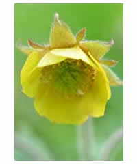 Geum 'Poco' - Perennial