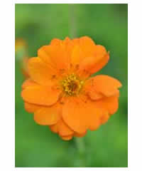 Geum 'Prinses Juliana' - Perennial