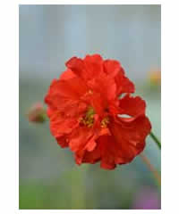 Geum 'Red Wings'- Perennial