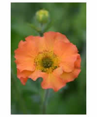 Geum 'Totally Tangerine' - Perennial