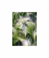 Grasses 