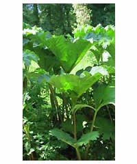 Gunnera manicata