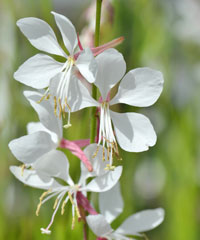 Gaura