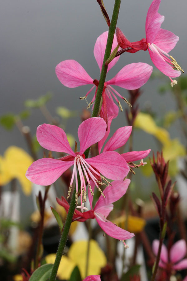Gaura lindheimeri �Siskiyou Pink� Westcountry Nurseries Gaura lindheimeri �Siskiyou Pink� Westcountry Nurseries