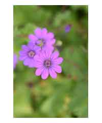 Geranium pyrenaicum 'Bill Wallis' - Perennial