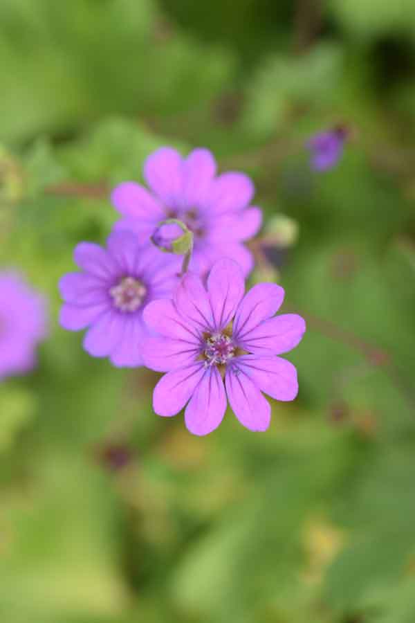 Geranium pyrenaicum 'Bill Wallis' - Perennial