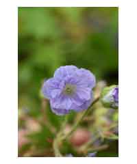 Geranium 'Cloud Nine' - Perennial