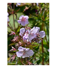 Geranium maculatum 'Espresso' - Perennial