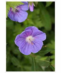 Geranium himalayense 'Gravetye' AGM - Perennial