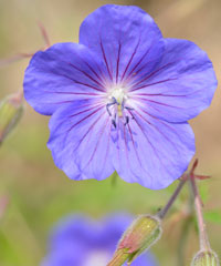 Geranium