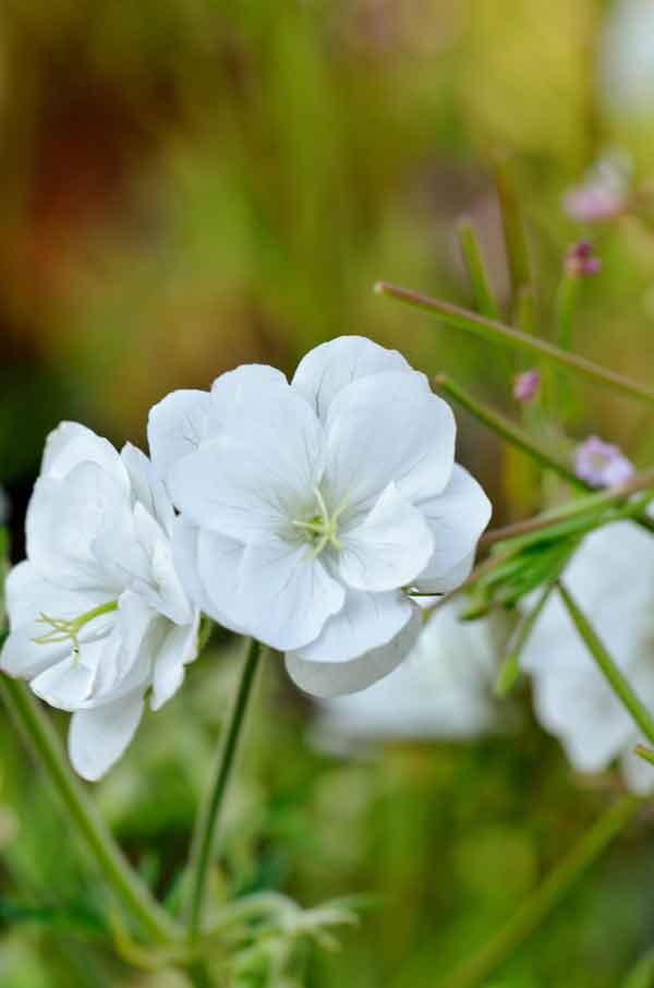 Geranium pratense 'Plenum Album' - Perennial