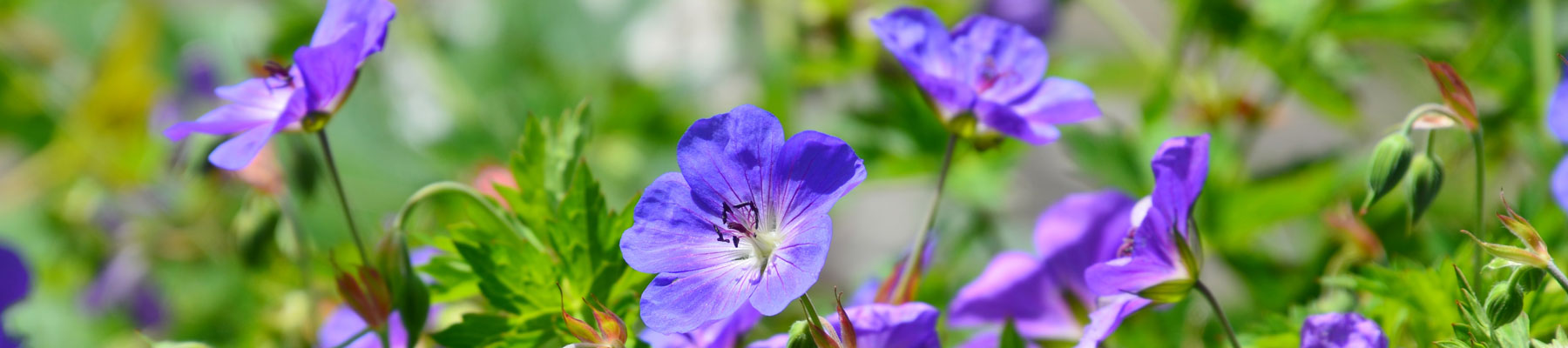 Geranium