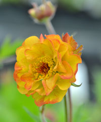 Geum