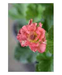 Geum 'Pink Petticoats' - Perennial