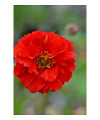 Geum 'Scarlet Tempest' - Perennial