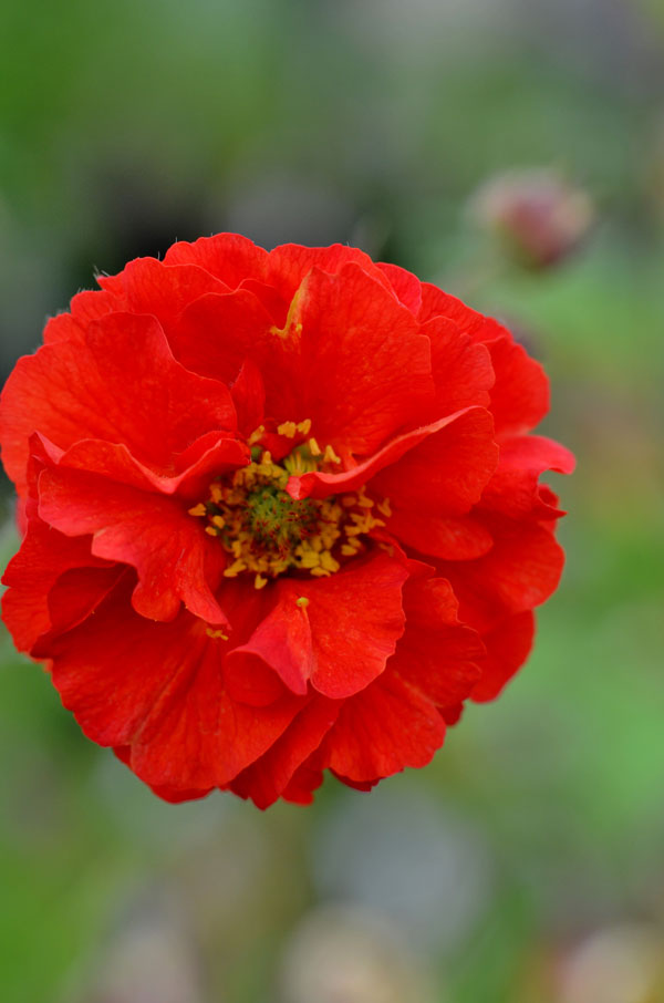 Geum 'Scarlet Tempest' - Perennial