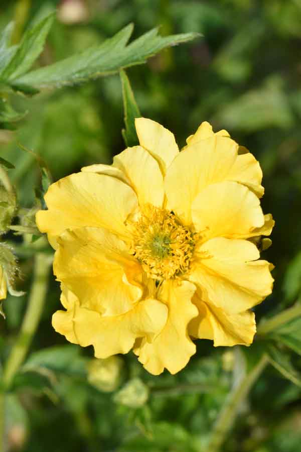 Geum chiloense 'Sunrise' - Perennial