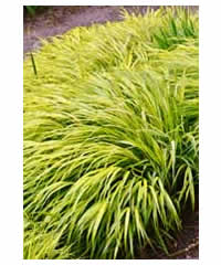 Hakonechloa macra 'Aureola' 