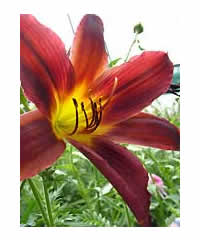 Hemerocallis 'Chicago Royal Robe' - Perennial