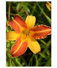 Hemerocallis 'Frans Hals' - Perennial