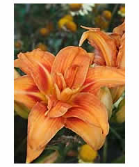 3 Hemerocallis of OUR choice 21 - Perennial