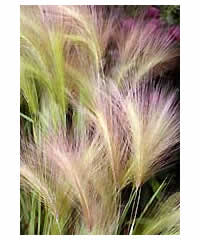 Hordeum jubatum