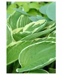 Hosta 'Francee' AGM - Perennial