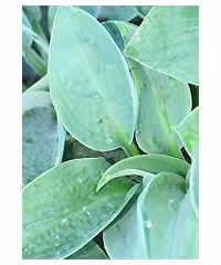 Hosta 'Hadspen Blue' AGM - Perennial