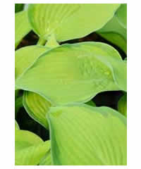 Hosta 'Inniswood' - Perennial