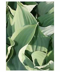 Hosta 'Krossa Regal' AGM - Perennial