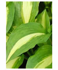 Hosta 'Neat Splash' - Perennial