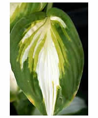 Hosta 'Summer Music' - Perennial