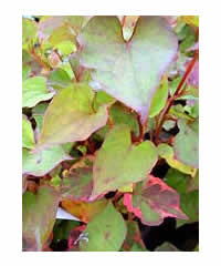 Houttuynia cordata 'Chameleon'