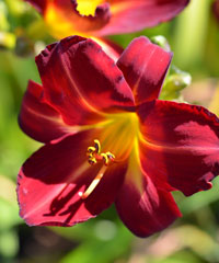 Hemerocallis