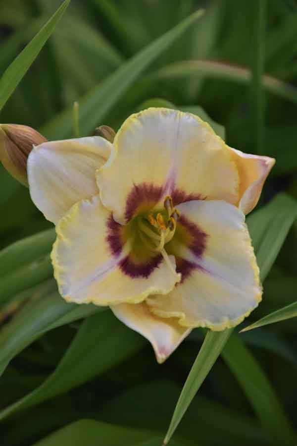 Hemerocallis 'Big Smile' - Perennial