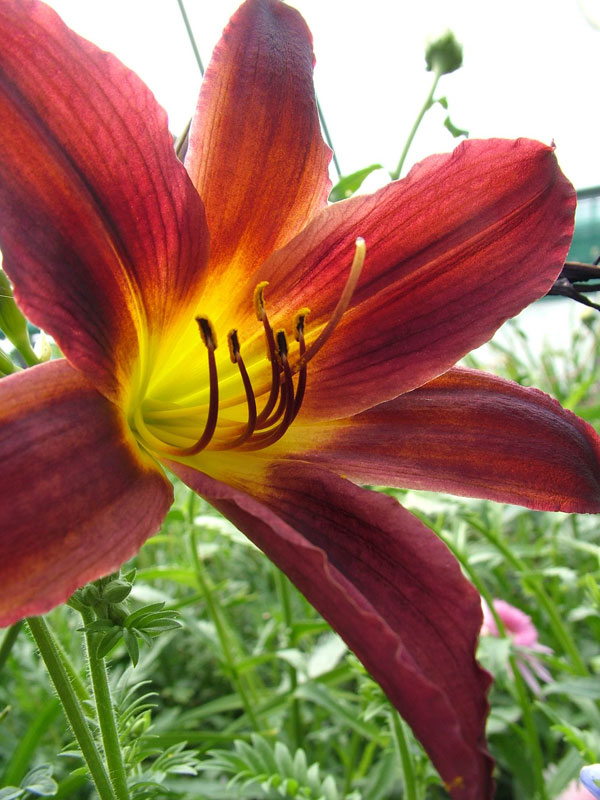 Hemerocallis 'Chicago Royal Robe' - Perennial