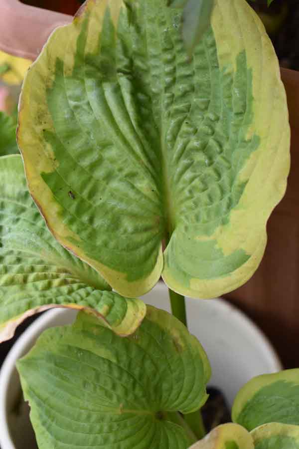 Hosta 'Frances Williams' AGM - Perennial