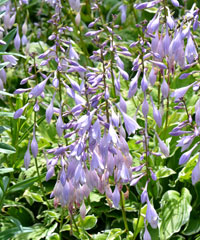 Hosta