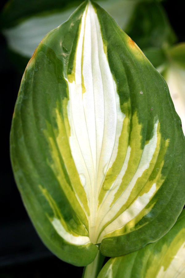 Hosta 'Summer Music' - Perennial