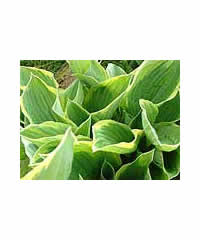 3 Hostas of OUR choice 21 - Perennial