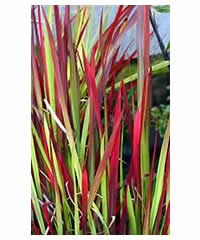 Imperata cylindrica 'Rubra'