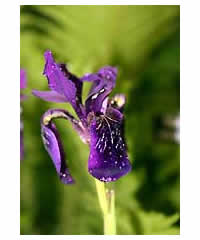 Iris chrisographes AGM