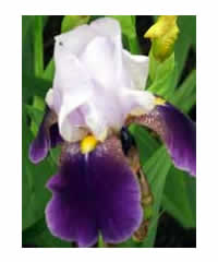 Iris 'Indian Chief'