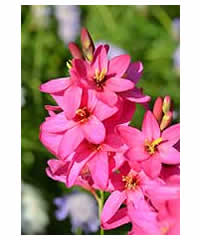 Ixia 'Venus' 