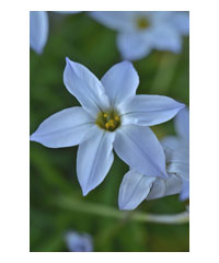 Ipheion uniflorum 'Wisley Blue' AGM