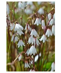 Leucojum autumnalis var Oporantha AGM