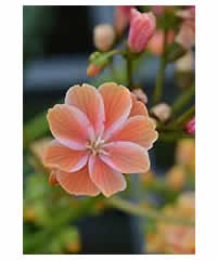 Lewisia cotyledon Orange - Perennial