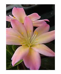5 Lewisias of OUR choice 40.00