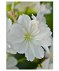 Lewisia cotyledon White