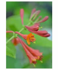 Lonicera x brownii 'Dropmore Scarlet' 